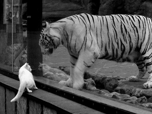 塔图姆的节奏魔法与马刺的团队风暴，当个人领袖力遭遇体系碾压，森林狼学到了什么？