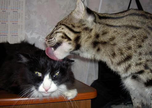 迪马利亚天神下凡！独造3球导演5-0狂胜，35岁仍是斑马军团致命武器