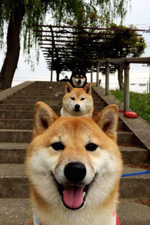 印第安纳风暴席卷新奥尔良！哈利伯顿导演季后赛级攻防，鹈鹕主场沦陷记